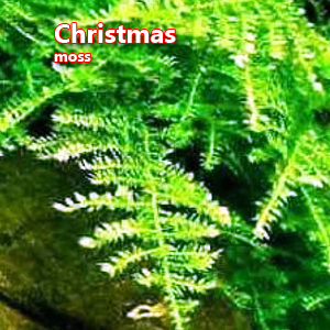 Christmas moss